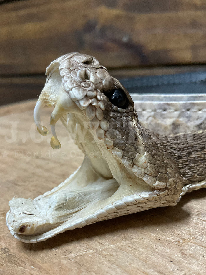 Skin Shop 160Rattle Genuine Rattlesnake Head Hatband Natural front view. If you need any assistance with this item or the purchase of this item please call us at five six one seven four eight eight eight zero one Monday through Saturday 10:00a.m EST to 8:00 p.m EST