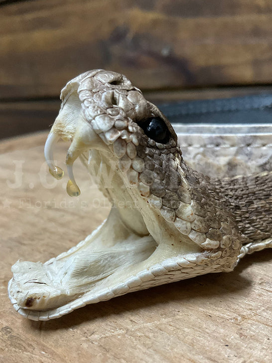 Skin Shop 160Rattle Genuine Rattlesnake Head Hatband Natural head close up. If you need any assistance with this item or the purchase of this item please call us at five six one seven four eight eight eight zero one Monday through Saturday 10:00a.m EST to 8:00 p.m EST
