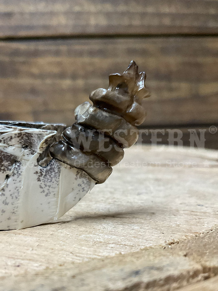 Skin Shop 161Rattle Genuine Rattlesnake Head Hatband Natural side view. If you need any assistance with this item or the purchase of this item please call us at five six one seven four eight eight eight zero one Monday through Saturday 10:00a.m EST to 8:00 p.m EST