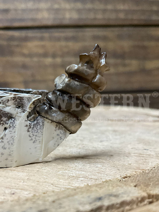 Skin Shop 161Rattle Genuine Rattlesnake Head Hatband Natural rattle close up. If you need any assistance with this item or the purchase of this item please call us at five six one seven four eight eight eight zero one Monday through Saturday 10:00a.m EST to 8:00 p.m EST