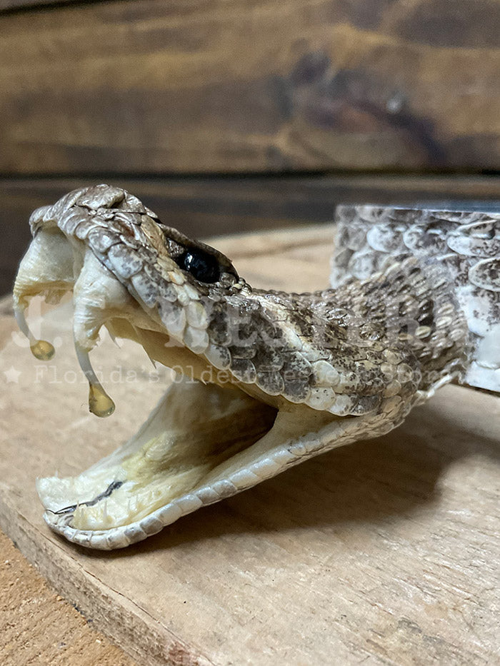 Skin Shop 161Rattle Genuine Rattlesnake Head Hatband Natural side view. If you need any assistance with this item or the purchase of this item please call us at five six one seven four eight eight eight zero one Monday through Saturday 10:00a.m EST to 8:00 p.m EST